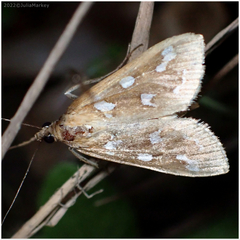 Diastictis sperryorum