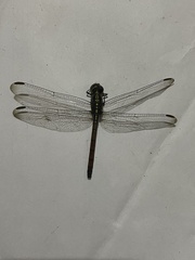 Lathrecista asiatica