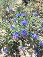 Echium vulgare