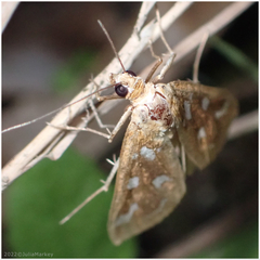 Diastictis sperryorum