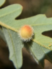 Atrusca trimaculosa