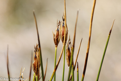 Marsippospermum grandiflorum