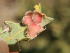 Atrusca trimaculosa