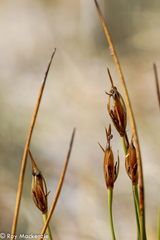 Marsippospermum grandiflorum