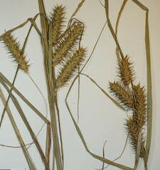 Carex lupuliformis