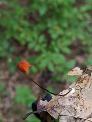 Marasmius fulvoferrugineus