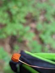 Marasmius fulvoferrugineus