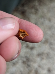 Marasmius fulvoferrugineus