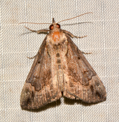 Hypena palparia