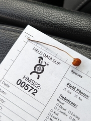 Marasmius fulvoferrugineus