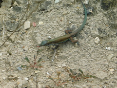 Aspidoscelis parvisocius