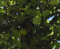 Pheucticus melanocephalus