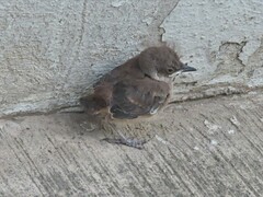 Toxostoma curvirostre