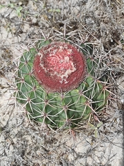 Melocactus salvadorensis