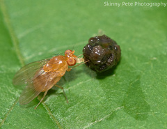Neogriphoneura