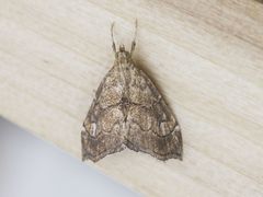 Scybalistodes periculosalis