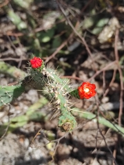 Tacinga palmadora