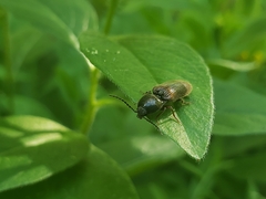 Hemicrepidius decoloratus