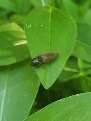 Hemicrepidius decoloratus