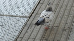 Columba livia domestica