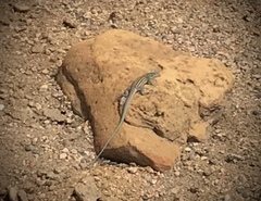 Aspidoscelis neomexicanus