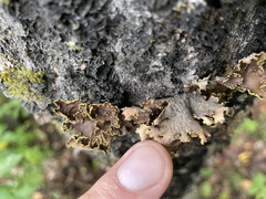 Pseudocyphellaria holarctica