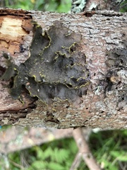 Pseudocyphellaria holarctica