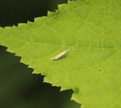 Plutella porrectella
