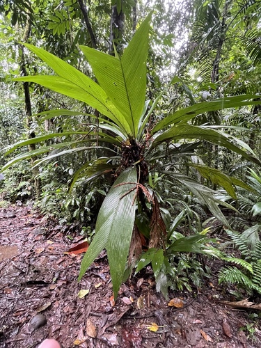 Geonoma congesta - Whole tree