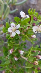 Zygophyllum