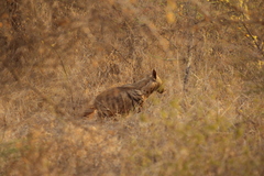 Hyaena hyaena dubbah
