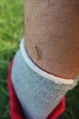 Evergestis forficalis