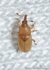 Notolomus basalis