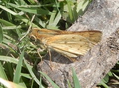Hylephila phyleus