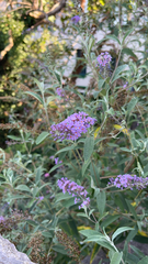 Buddleja davidii