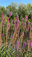 Lythrum salicaria