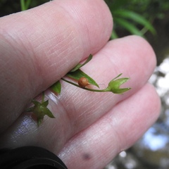 Theridiosoma