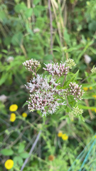 Eupatorium cannabinum