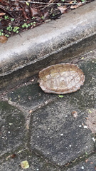 Rhinoclemmys pulcherrima pulcherrima