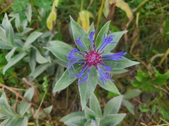 Centaurea triumfettii