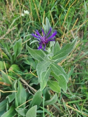 Centaurea triumfettii
