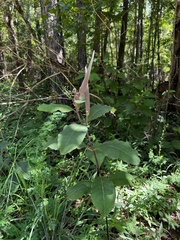 Asclepias variegata