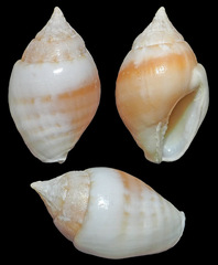 Euplica deshayesii
