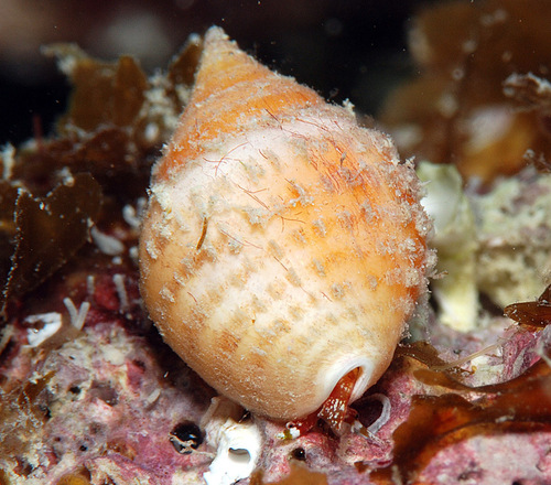 Euplica deshayesii observed 2008-12-26