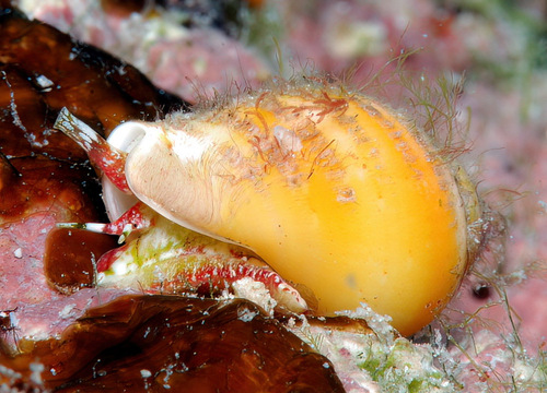 Euplica deshayesii observed 2010-02-21