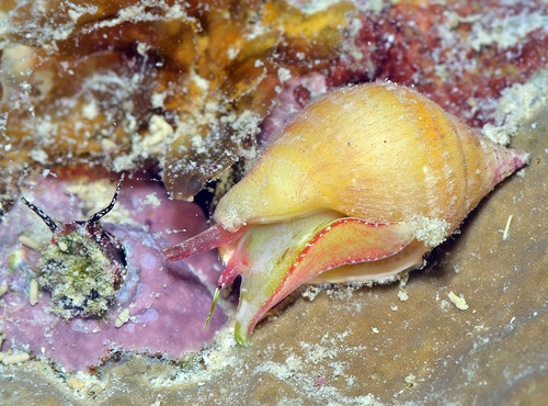 Euplica deshayesii observed 2015-10-11