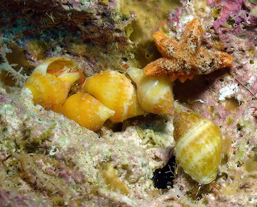 Euplica deshayesii observed 2011-01-02