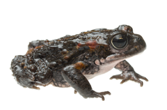 Landdroskop Mountain Toadlet photo 2