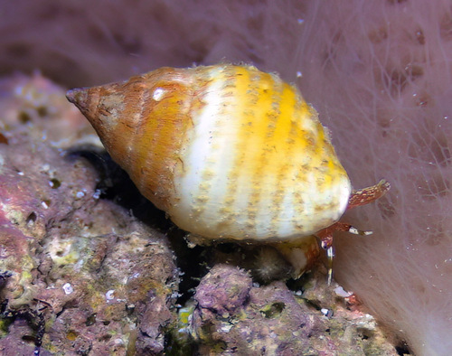 Euplica deshayesii observed 2015-03-16