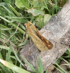 Hylephila phyleus